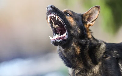 Grandmother Bitten By Dog