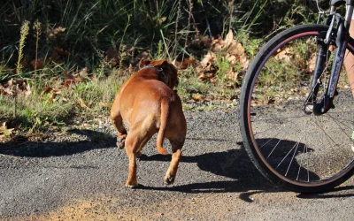 Dog Ran Into Path Of Cyclist